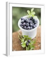 Blueberries in Plastic Tub-null-Framed Photographic Print