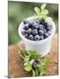 Blueberries in Plastic Tub-null-Mounted Photographic Print