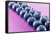 Blueberries in Rows (Close-Up)-Kröger and Gross-Framed Stretched Canvas