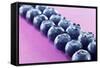 Blueberries in Rows (Close-Up)-Kröger and Gross-Framed Stretched Canvas