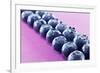 Blueberries in Rows (Close-Up)-Kröger and Gross-Framed Photographic Print