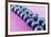 Blueberries in Rows (Close-Up)-Kröger and Gross-Framed Photographic Print