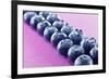 Blueberries in Rows (Close-Up)-Kröger and Gross-Framed Photographic Print