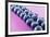 Blueberries in Rows (Close-Up)-Kröger and Gross-Framed Photographic Print