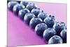 Blueberries in Rows (Close-Up)-Kröger and Gross-Mounted Photographic Print
