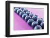 Blueberries in Rows (Close-Up)-Kröger and Gross-Framed Photographic Print