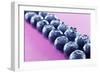 Blueberries in Rows (Close-Up)-Kröger and Gross-Framed Photographic Print