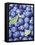 Blueberries-Vladimir Shulevsky-Framed Stretched Canvas