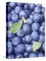 Blueberries-Vladimir Shulevsky-Stretched Canvas