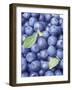 Blueberries-Vladimir Shulevsky-Framed Premium Photographic Print