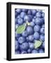 Blueberries-Vladimir Shulevsky-Framed Premium Photographic Print