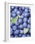 Blueberries-Vladimir Shulevsky-Framed Premium Photographic Print