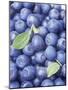 Blueberries-Vladimir Shulevsky-Mounted Premium Photographic Print