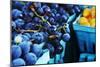 Blueberries-null-Mounted Photo