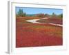 Blueberry Barrens, Maine, USA-Julie Eggers-Framed Photographic Print