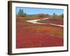 Blueberry Barrens, Maine, USA-Julie Eggers-Framed Photographic Print