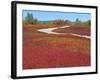 Blueberry Barrens, Maine, USA-Julie Eggers-Framed Photographic Print