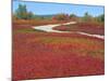 Blueberry Barrens, Maine, USA-Julie Eggers-Mounted Photographic Print