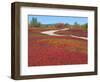 Blueberry Barrens, Maine, USA-Julie Eggers-Framed Photographic Print