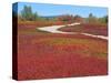 Blueberry Barrens, Maine, USA-Julie Eggers-Stretched Canvas