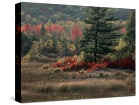 Blueberry Bushes and Marsh, Acadia National Park, Maine, USA-Joanne Wells-Stretched Canvas