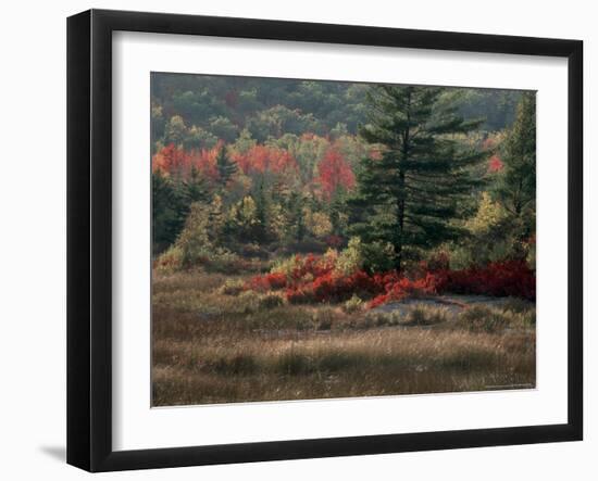 Blueberry Bushes and Marsh, Acadia National Park, Maine, USA-Joanne Wells-Framed Photographic Print