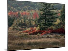 Blueberry Bushes and Marsh, Acadia National Park, Maine, USA-Joanne Wells-Mounted Photographic Print