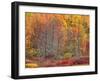 Blueberry Bushes and Trees, Acadia National Park, Maine, USA-Joanne Wells-Framed Premium Photographic Print