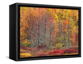 Blueberry Bushes and Trees, Acadia National Park, Maine, USA-Joanne Wells-Framed Stretched Canvas