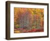 Blueberry Bushes and Trees, Acadia National Park, Maine, USA-Joanne Wells-Framed Photographic Print