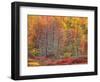 Blueberry Bushes and Trees, Acadia National Park, Maine, USA-Joanne Wells-Framed Photographic Print