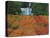 Blueberry Farm in Autumn Colors, Clackamas County, Oregon, USA-Jaynes Gallery-Stretched Canvas