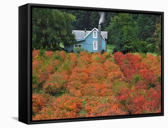 Blueberry Farm in Autumn Colors, Clackamas County, Oregon, USA-Jaynes Gallery-Framed Stretched Canvas