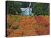 Blueberry Farm in Autumn Colors, Clackamas County, Oregon, USA-Jaynes Gallery-Stretched Canvas