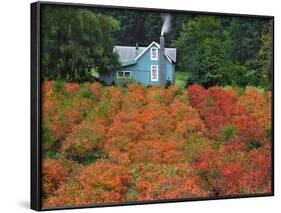 Blueberry Farm in Autumn Colors, Clackamas County, Oregon, USA-Jaynes Gallery-Framed Photographic Print