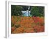 Blueberry Farm in Autumn Colors, Clackamas County, Oregon, USA-Jaynes Gallery-Framed Photographic Print