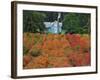 Blueberry Farm in Autumn Colors, Clackamas County, Oregon, USA-Jaynes Gallery-Framed Photographic Print