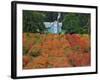 Blueberry Farm in Autumn Colors, Clackamas County, Oregon, USA-Jaynes Gallery-Framed Photographic Print