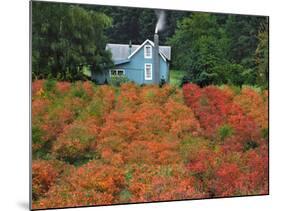 Blueberry Farm in Autumn Colors, Clackamas County, Oregon, USA-Jaynes Gallery-Mounted Photographic Print