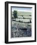 Blueberry Hills-O'Toole O'Toole-Framed Giclee Print