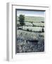 Blueberry Hills-O'Toole O'Toole-Framed Giclee Print