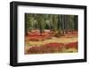 Blueberry leaves in autumn red coloration, Yellowstone National Park, Wyoming-Adam Jones-Framed Photographic Print