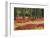 Blueberry leaves in autumn red coloration, Yellowstone National Park, Wyoming-Adam Jones-Framed Photographic Print