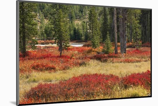 Blueberry leaves in autumn red coloration, Yellowstone National Park, Wyoming-Adam Jones-Mounted Photographic Print