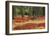 Blueberry leaves in autumn red coloration, Yellowstone National Park, Wyoming-Adam Jones-Framed Photographic Print