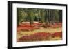 Blueberry leaves in autumn red coloration, Yellowstone National Park, Wyoming-Adam Jones-Framed Photographic Print