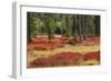 Blueberry leaves in autumn red coloration, Yellowstone National Park, Wyoming-Adam Jones-Framed Photographic Print