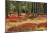 Blueberry leaves in autumn red coloration, Yellowstone National Park, Wyoming-Adam Jones-Mounted Photographic Print