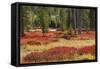 Blueberry leaves in autumn red coloration, Yellowstone National Park, Wyoming-Adam Jones-Framed Stretched Canvas