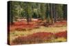 Blueberry leaves in autumn red coloration, Yellowstone National Park, Wyoming-Adam Jones-Stretched Canvas